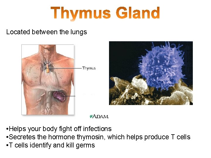 Located between the lungs • Helps your body fight off infections • Secretes the