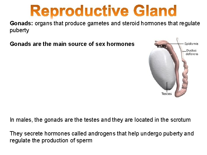 Gonads: organs that produce gametes and steroid hormones that regulate puberty Gonads are the