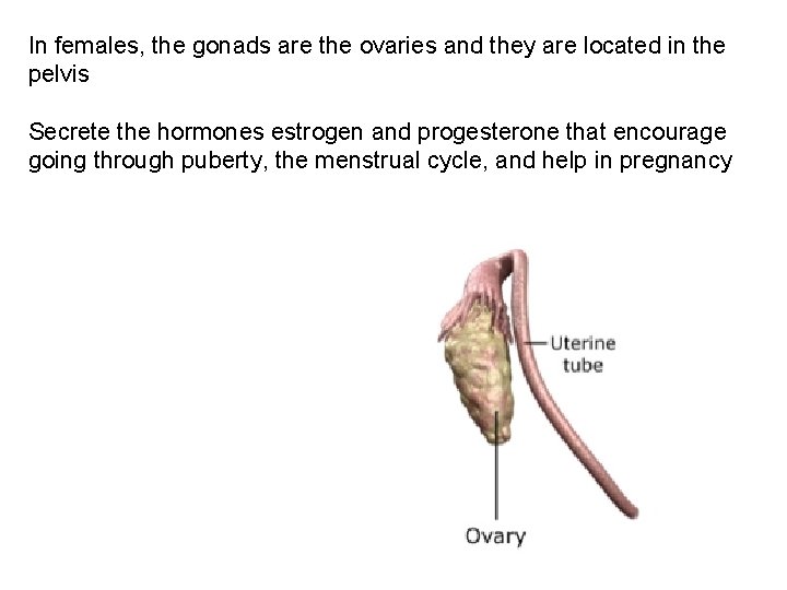 In females, the gonads are the ovaries and they are located in the pelvis