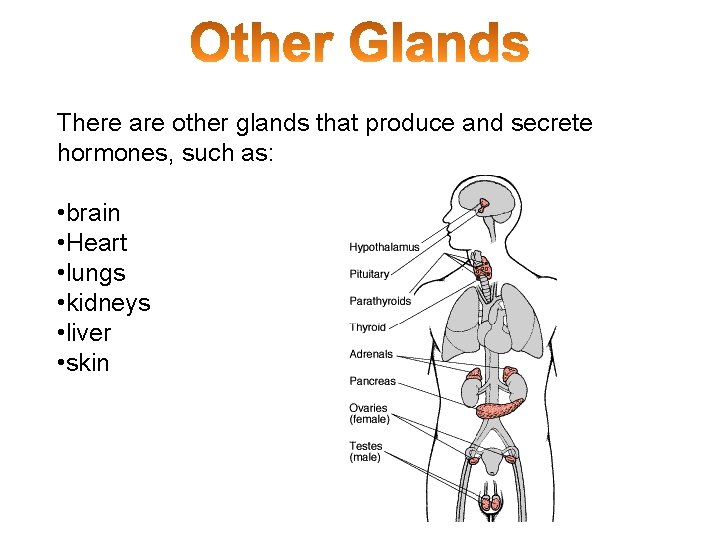There are other glands that produce and secrete hormones, such as: • brain •