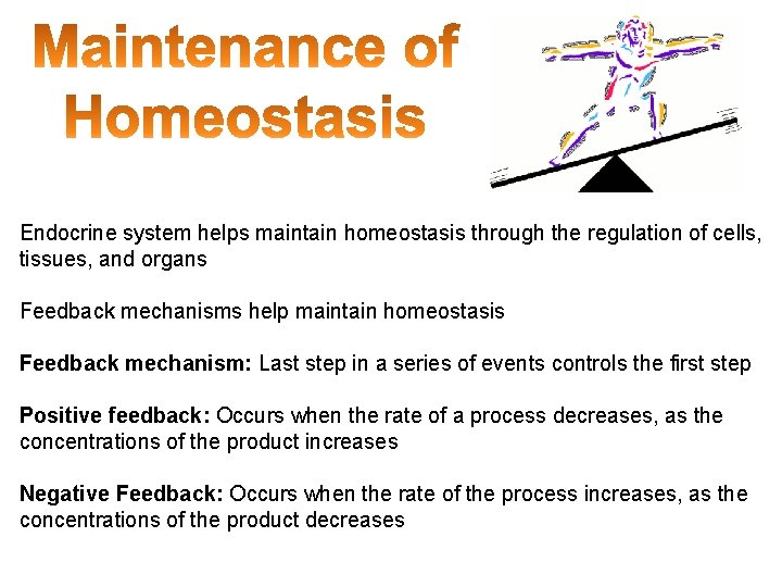 Endocrine system helps maintain homeostasis through the regulation of cells, tissues, and organs Feedback