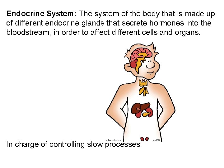 Endocrine System: The system of the body that is made up of different endocrine