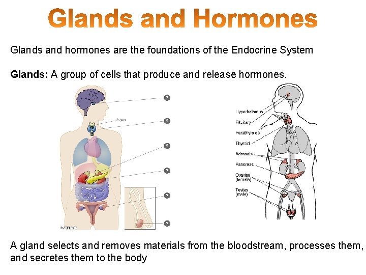 Glands and hormones are the foundations of the Endocrine System Glands: A group of