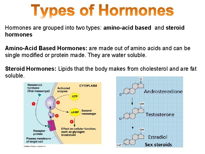 Hormones are grouped into two types: amino-acid based and steroid hormones Amino-Acid Based Hormones:
