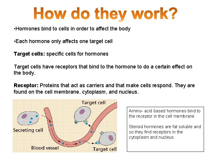  • Hormones bind to cells in order to affect the body • Each