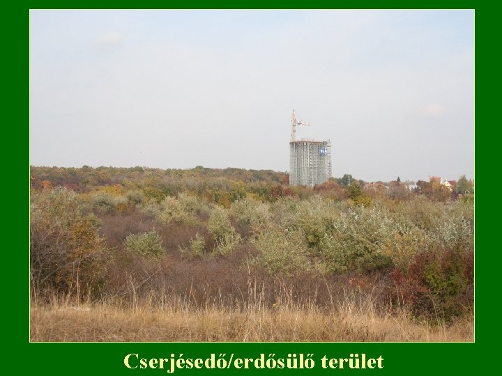 Cserjésedő/erdősülő terület 