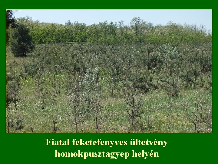 Fiatal feketefenyves ültetvény homokpusztagyep helyén 