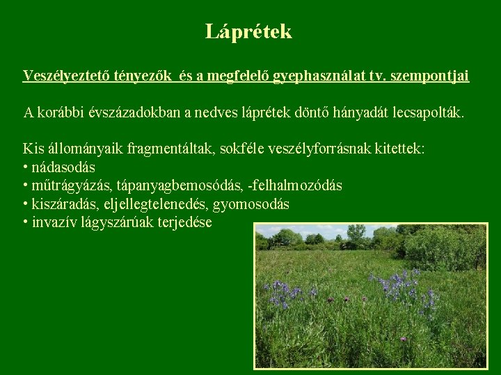 Láprétek Veszélyeztető tényezők és a megfelelő gyephasználat tv. szempontjai A korábbi évszázadokban a nedves