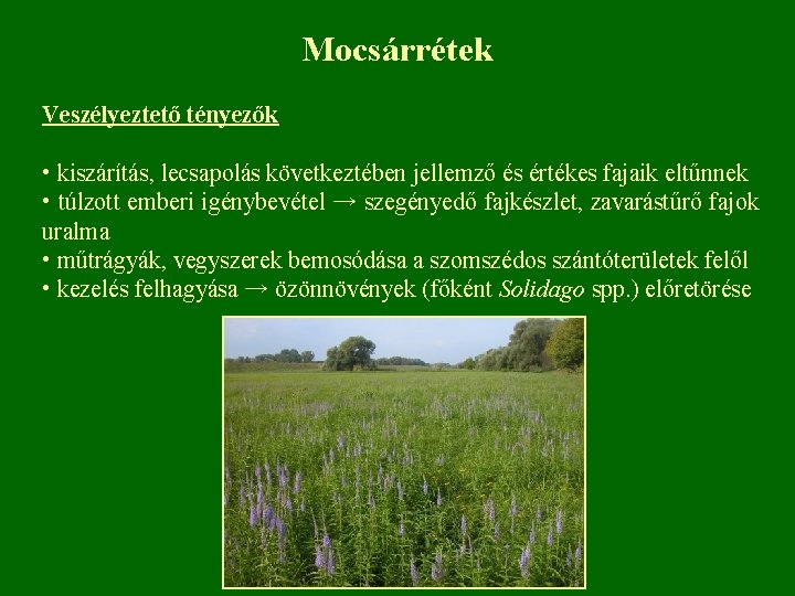 Mocsárrétek Veszélyeztető tényezők • kiszárítás, lecsapolás következtében jellemző és értékes fajaik eltűnnek • túlzott
