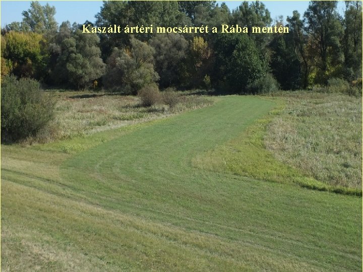 Kaszált ártéri mocsárrét a Rába mentén 