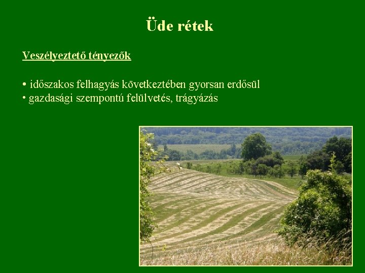Üde rétek Veszélyeztető tényezők • időszakos felhagyás következtében gyorsan erdősül • gazdasági szempontú felülvetés,