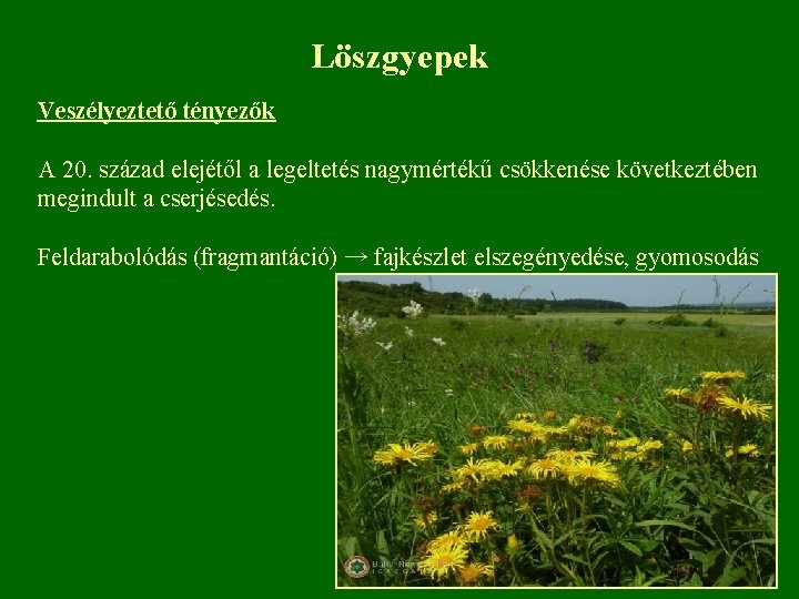 Löszgyepek Veszélyeztető tényezők A 20. század elejétől a legeltetés nagymértékű csökkenése következtében megindult a