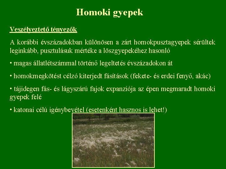 Homoki gyepek Veszélyeztető tényezők A korábbi évszázadokban különösen a zárt homokpusztagyepek sérültek leginkább, pusztulásuk