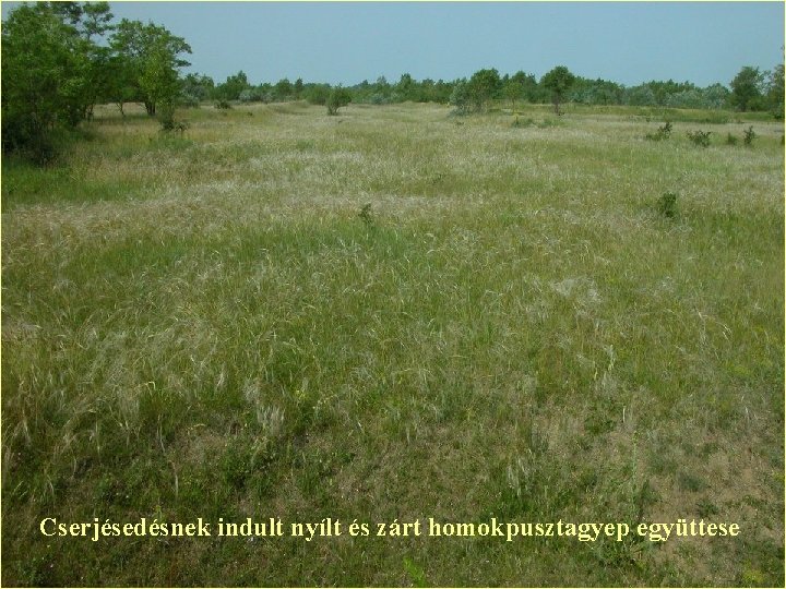 Cserjésedésnek indult nyílt és zárt homokpusztagyep együttese 