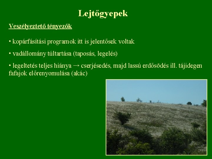 Lejtőgyepek Veszélyeztető tényezők • kopárfásítási programok itt is jelentősek voltak • vadállomány túltartása (taposás,