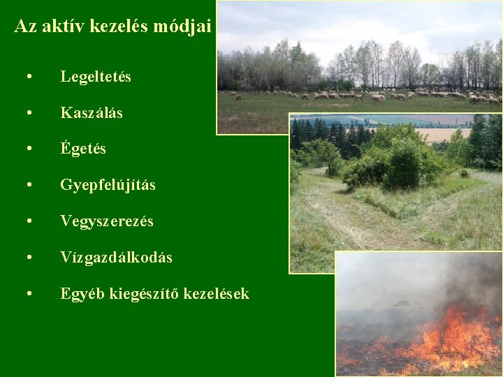 Az aktív kezelés módjai • Legeltetés • Kaszálás • Égetés • Gyepfelújítás • Vegyszerezés