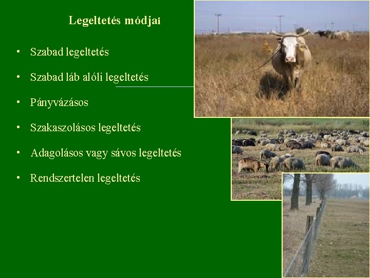 Legeltetés módjai • Szabad legeltetés • Szabad láb alóli legeltetés • Pányvázásos • Szakaszolásos