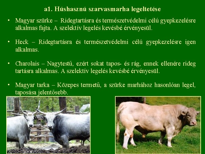 a 1. Húshasznú szarvasmarha legeltetése • Magyar szürke – Ridegtartásra és természetvédelmi célú gyepkezelésre