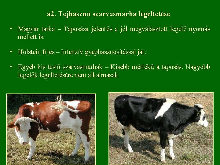 a 2. Tejhasznú szarvasmarha legeltetése • Magyar tarka – Taposása jelentős a jól megválasztott