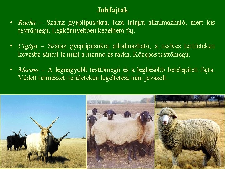 Juhfajták • Racka – Száraz gyeptípusokra, laza talajra alkalmazható, mert kis testtömegű. Legkönnyebben kezelhető