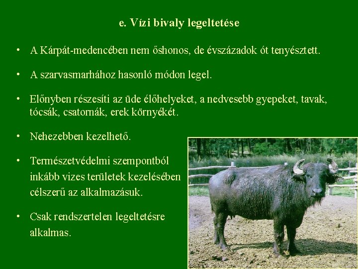 e. Vízi bivaly legeltetése • A Kárpát-medencében nem őshonos, de évszázadok ót tenyésztett. •