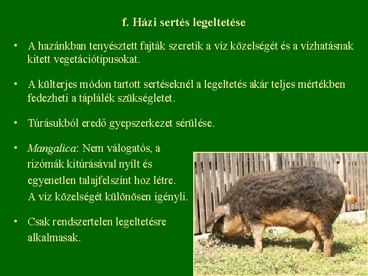 f. Házi sertés legeltetése • A hazánkban tenyésztett fajták szeretik a víz közelségét és