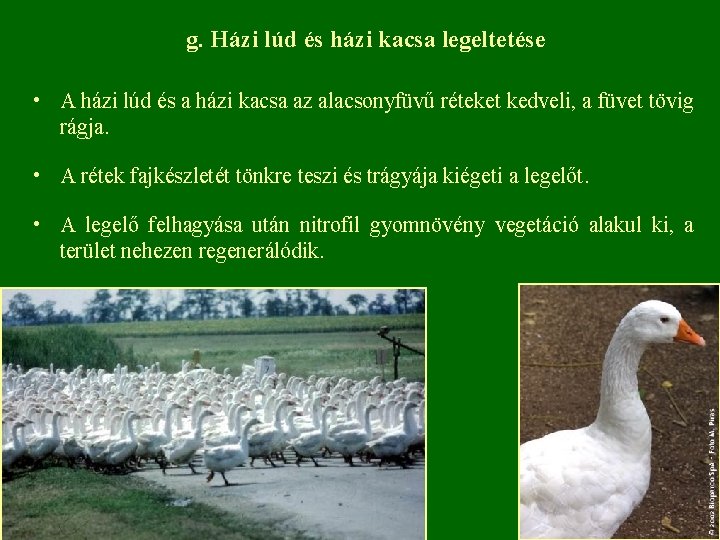g. Házi lúd és házi kacsa legeltetése • A házi lúd és a házi
