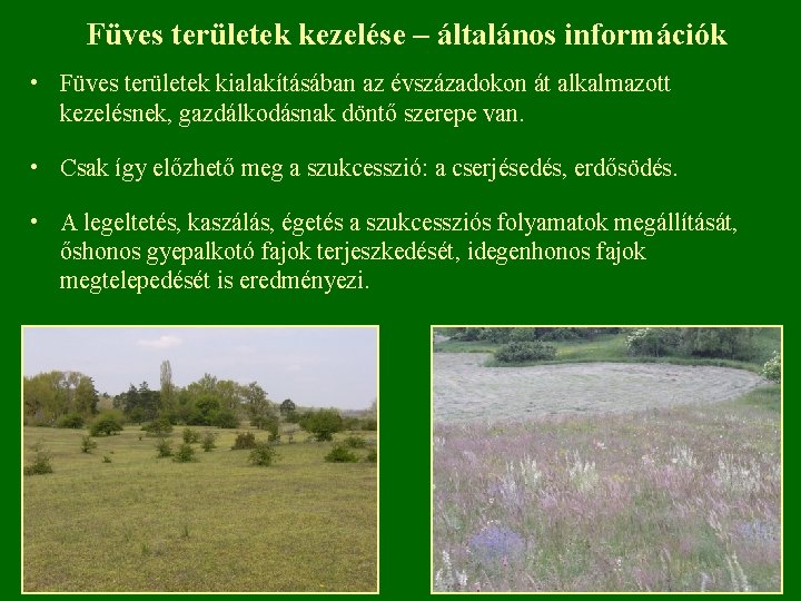 Füves területek kezelése – általános információk • Füves területek kialakításában az évszázadokon át alkalmazott