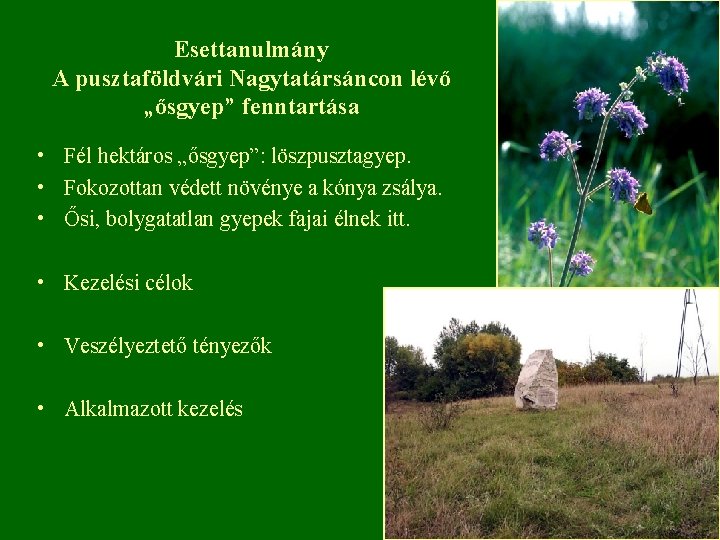 Esettanulmány A pusztaföldvári Nagytatársáncon lévő „ősgyep” fenntartása • Fél hektáros „ősgyep”: löszpusztagyep. • Fokozottan