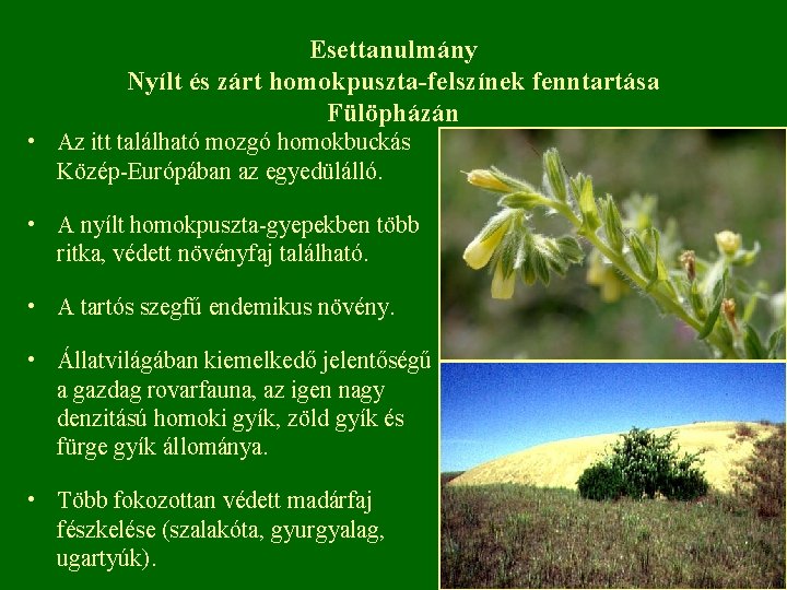 Esettanulmány Nyílt és zárt homokpuszta-felszínek fenntartása Fülöpházán • Az itt található mozgó homokbuckás Közép-Európában