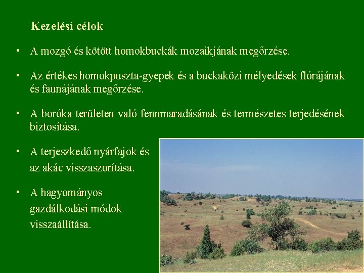 Kezelési célok • A mozgó és kötött homokbuckák mozaikjának megőrzése. • Az értékes homokpuszta-gyepek