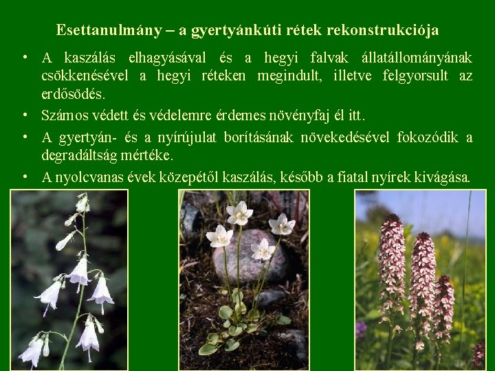 Esettanulmány – a gyertyánkúti rétek rekonstrukciója • A kaszálás elhagyásával és a hegyi falvak