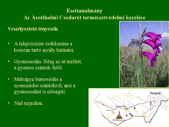 Esettanulmány Az Ásotthalmi Csodarét természetvédelmi kezelése Veszélyeztető tényezők • A talajvízszint csökkenése a hosszan