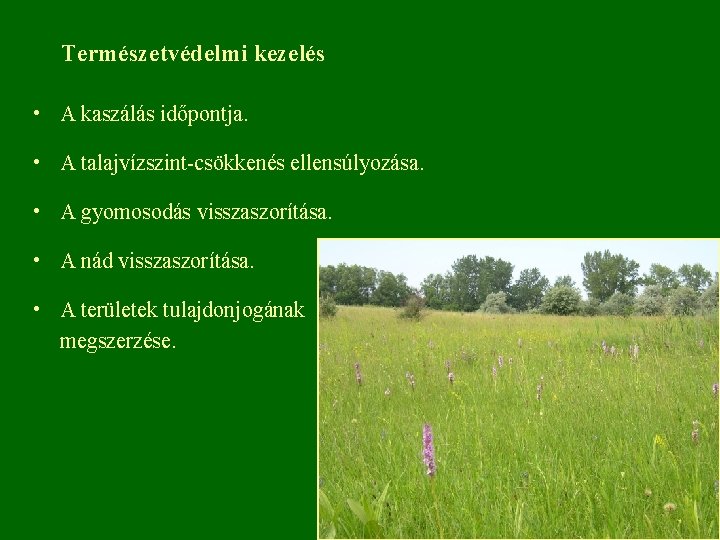 Természetvédelmi kezelés • A kaszálás időpontja. • A talajvízszint-csökkenés ellensúlyozása. • A gyomosodás visszaszorítása.