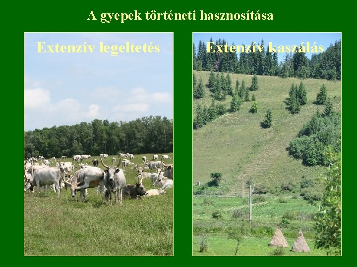 A gyepek történeti hasznosítása Extenzív legeltetés Extenzív kaszálás 