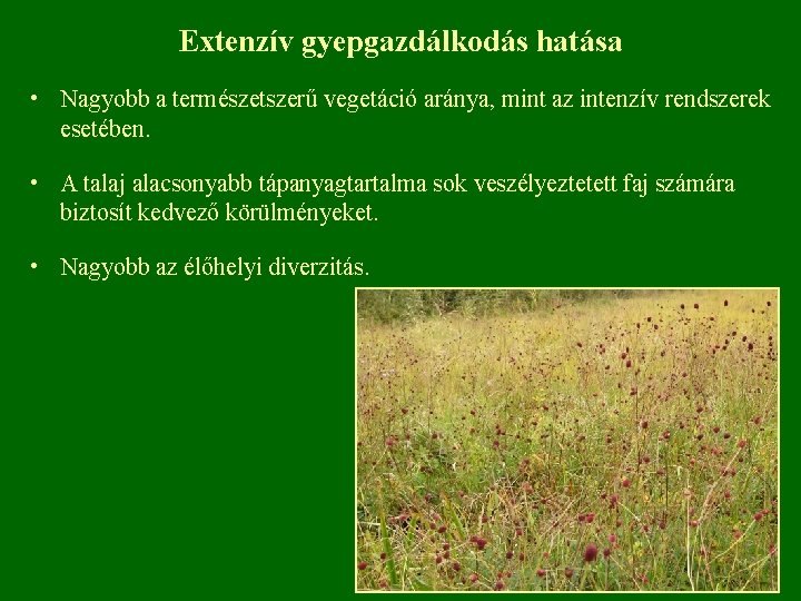 Extenzív gyepgazdálkodás hatása • Nagyobb a természetszerű vegetáció aránya, mint az intenzív rendszerek esetében.