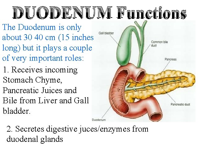 DUODENUM Functions The Duodenum is only about 30 40 cm (15 inches long) but