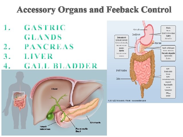 Accessory Organs and Feeback Control 