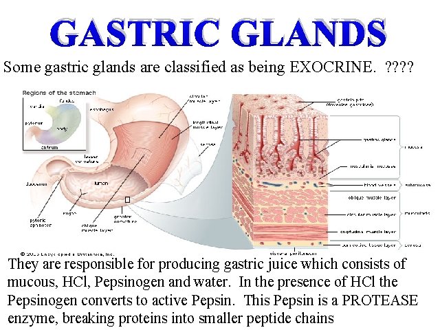 GASTRIC GLANDS Some gastric glands are classified as being EXOCRINE. ? ? They are