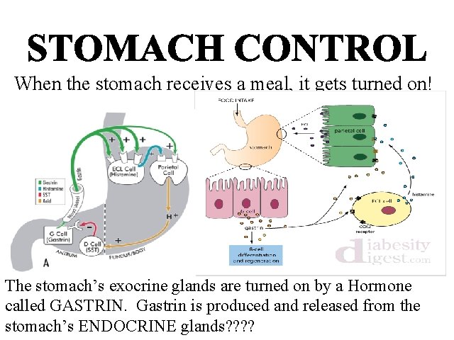 When the stomach receives a meal, it gets turned on! The stomach’s exocrine glands