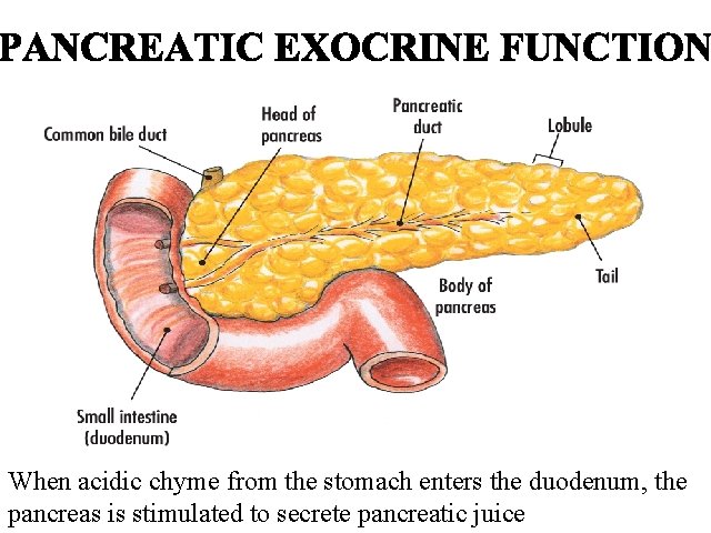 When acidic chyme from the stomach enters the duodenum, the pancreas is stimulated to
