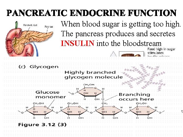When blood sugar is getting too high. The pancreas produces and secretes INSULIN into