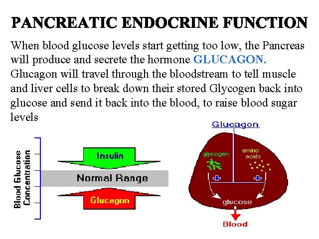 When blood glucose levels start getting too low, the Pancreas will produce and secrete