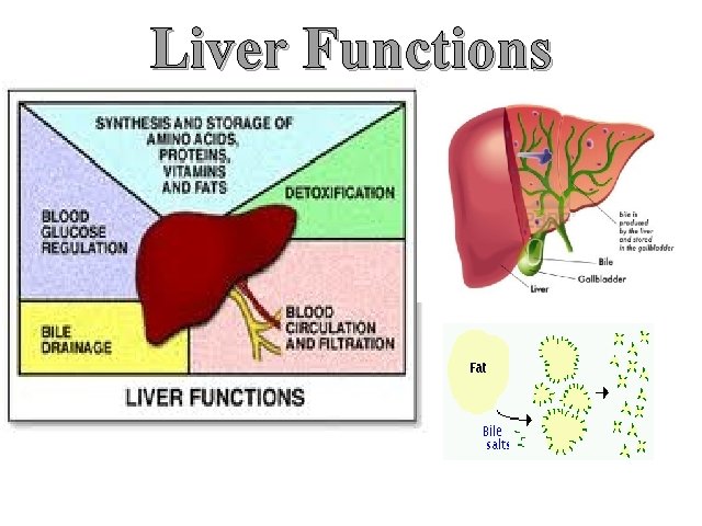 Liver Functions 
