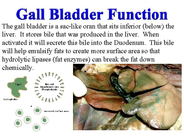 Gall Bladder Function The gall bladder is a sac-like oran that sits inferior (below)