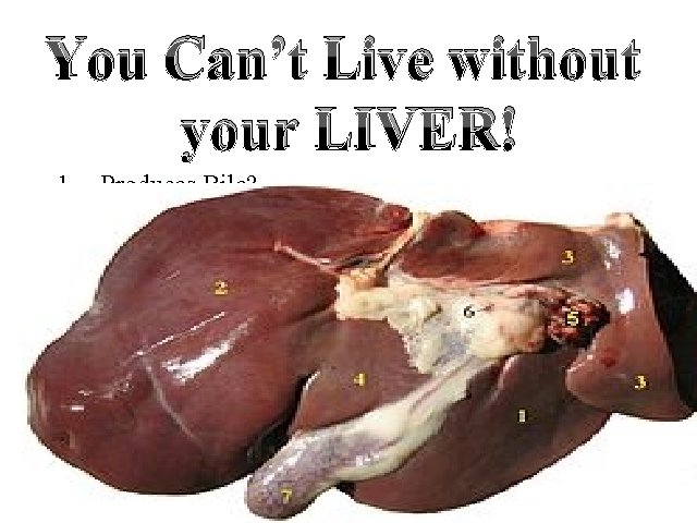 You Can’t Live without your LIVER! 1. 2. 3. 4. 5. 6. Produces Bile?