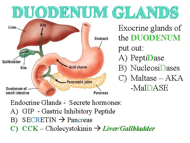 DUODENUM GLANDS Exocrine glands of the DUODENUM put out: A) Pepti. Dase B) Nucleosi.