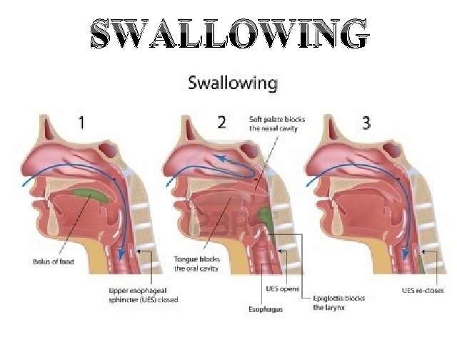 SWALLOWING 