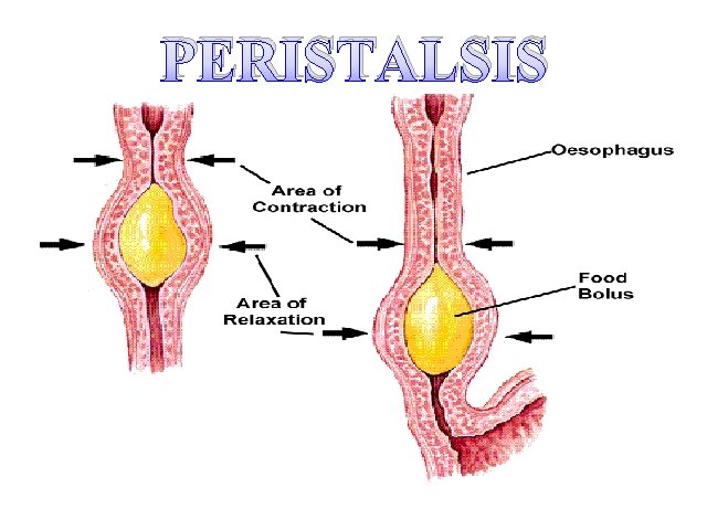 PERISTALSIS 