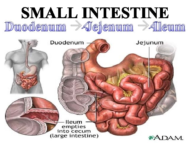 Duodenum Jejenum Ileum 